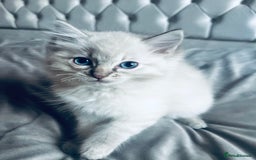 Ragdoll cats for sale: Ragdoll chocolate Lynx and bi colour Lynx  - Image 3