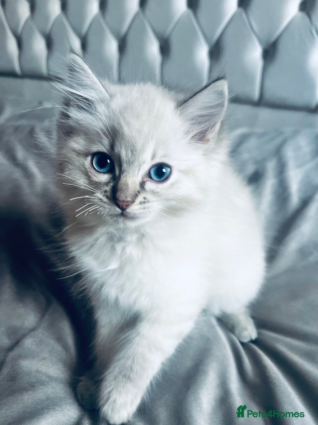 Ragdoll cats for sale: Ragdoll chocolate Lynx and bi colour Lynx  - Image 3