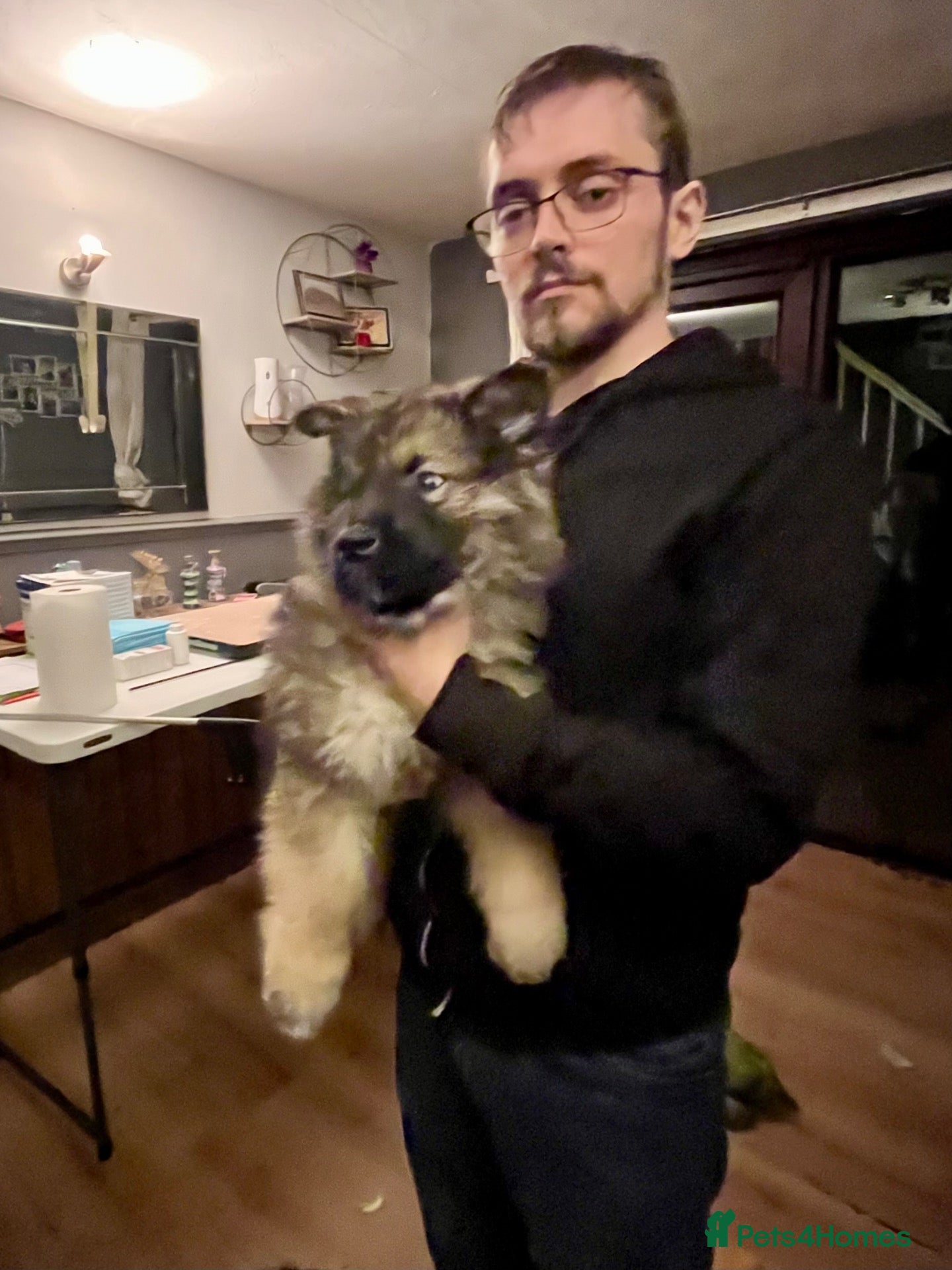 Mixed Breed dogs Alaskan malamute x German shepherd  - Advert 4