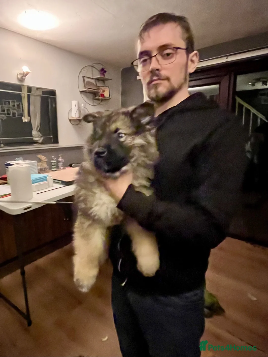 Mixed Breed dogs for sale: 3 BOYS LEFT Alaskan malamute x German shepherd  - Advert 1