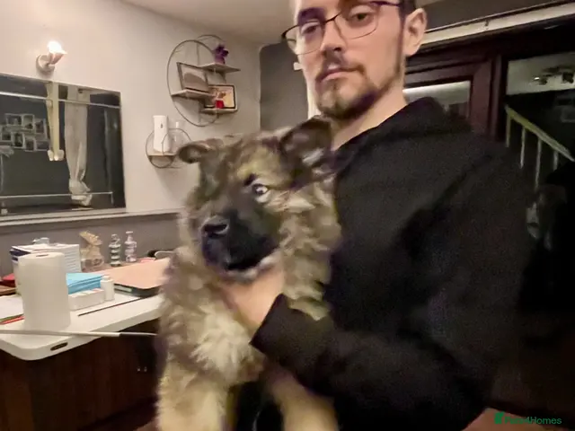 Mixed Breed dogs Alaskan malamute x German shepherd - Advert 18
