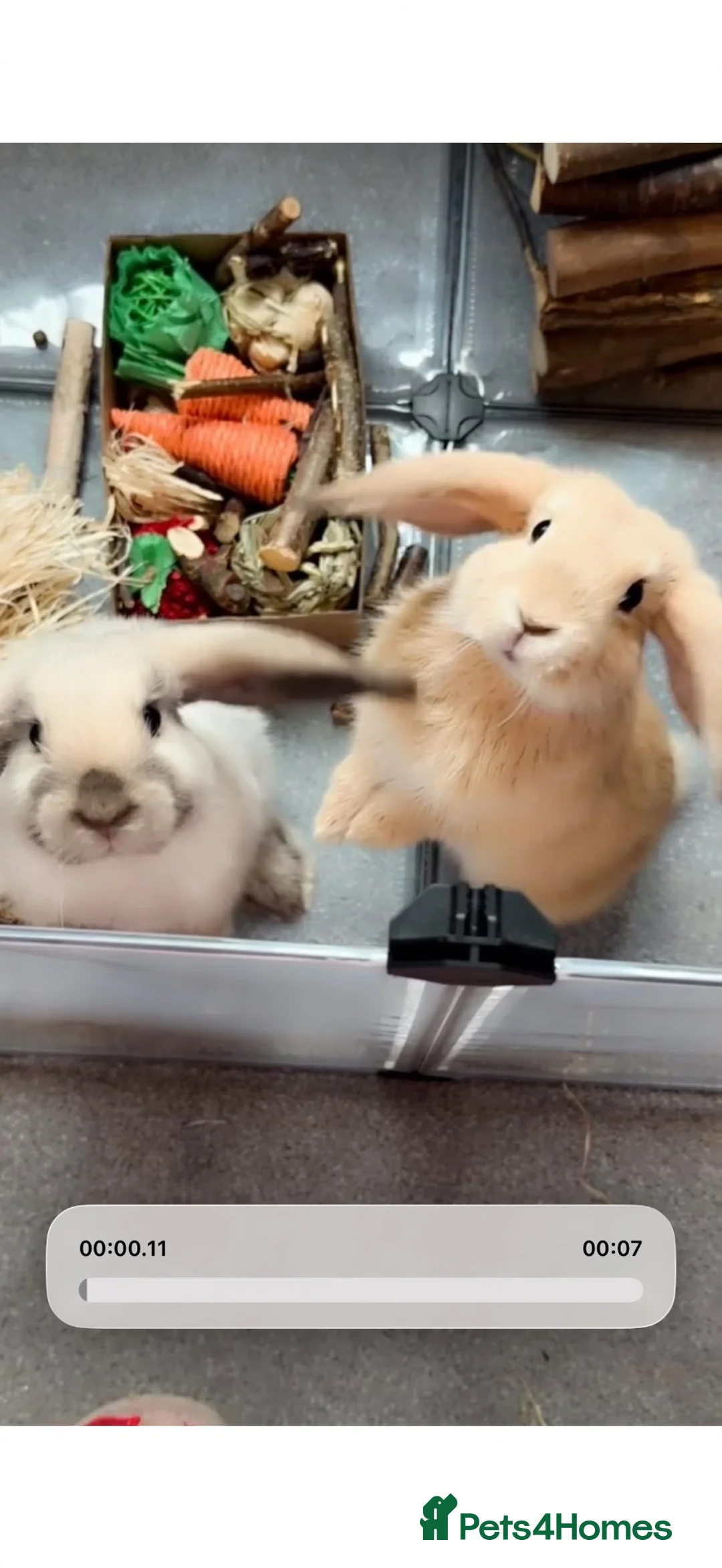 Mini Lop rabbits for sale: Bunny Haven  in Cheadle - Advert 2