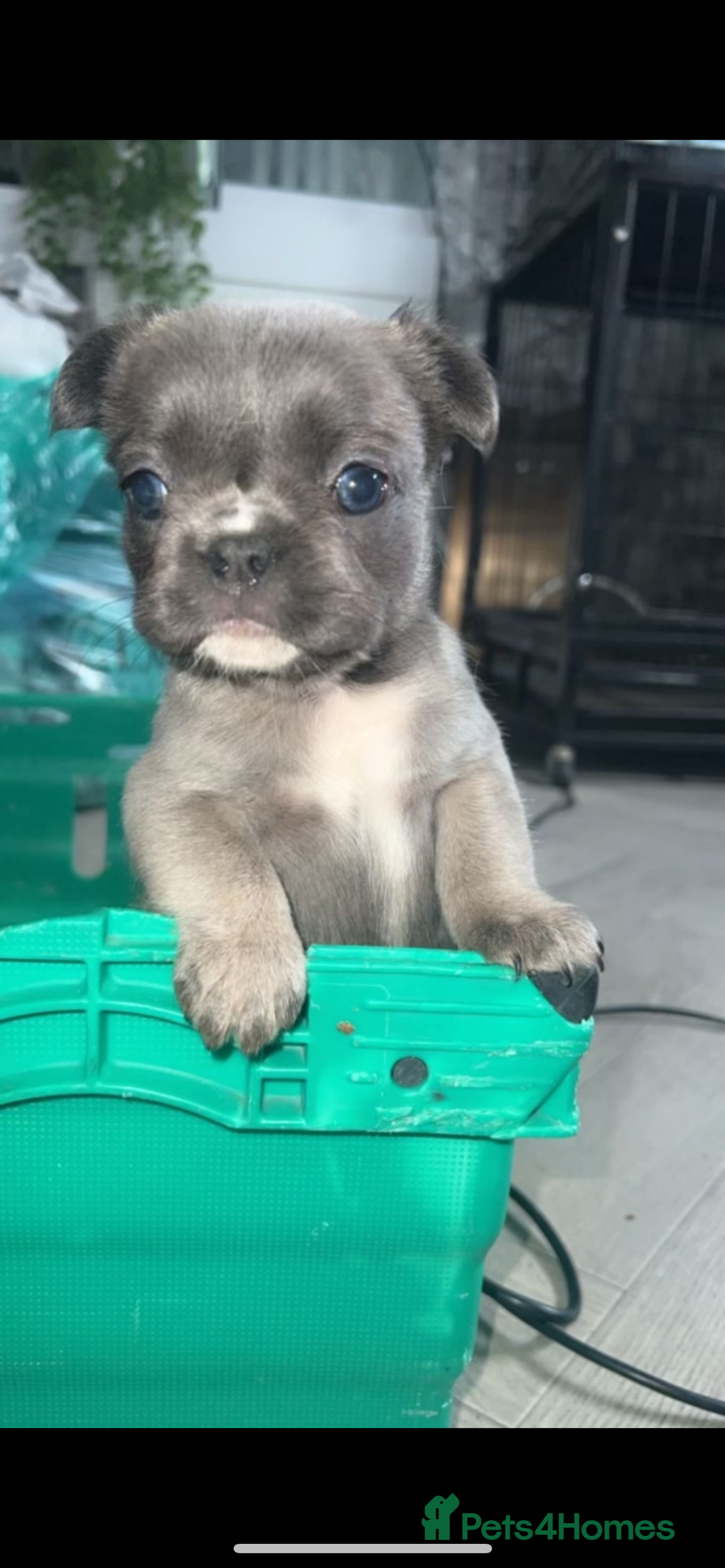 French Bulldog dogs for sale: French bulldog  - Image 29