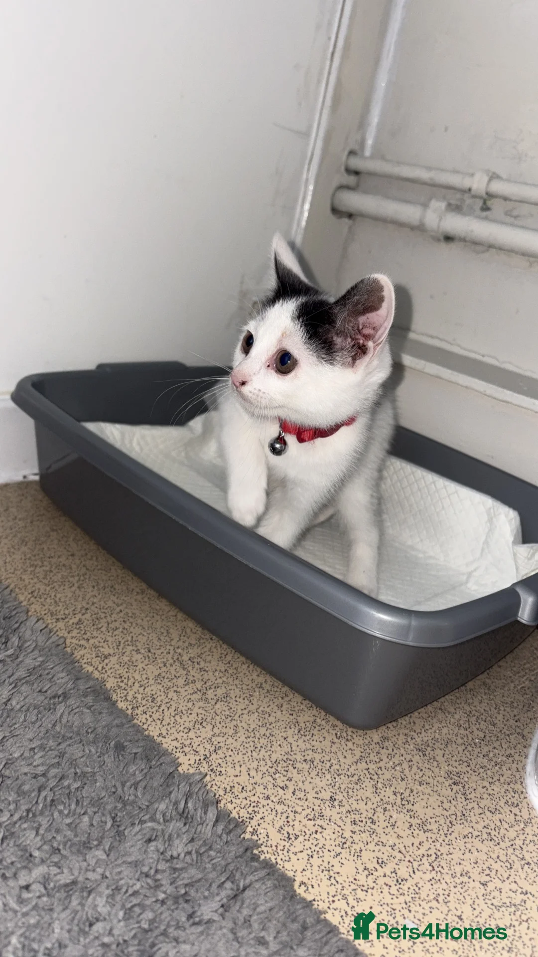 Mixed Breed cats for sale: Female Kittens  - Advert 2