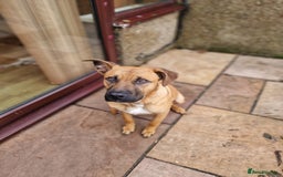 Mixed Breed dogs for sale: Bulldog cross German Shepherd puppy - Advert 2