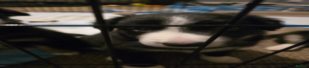 Border Collie Puppy 1