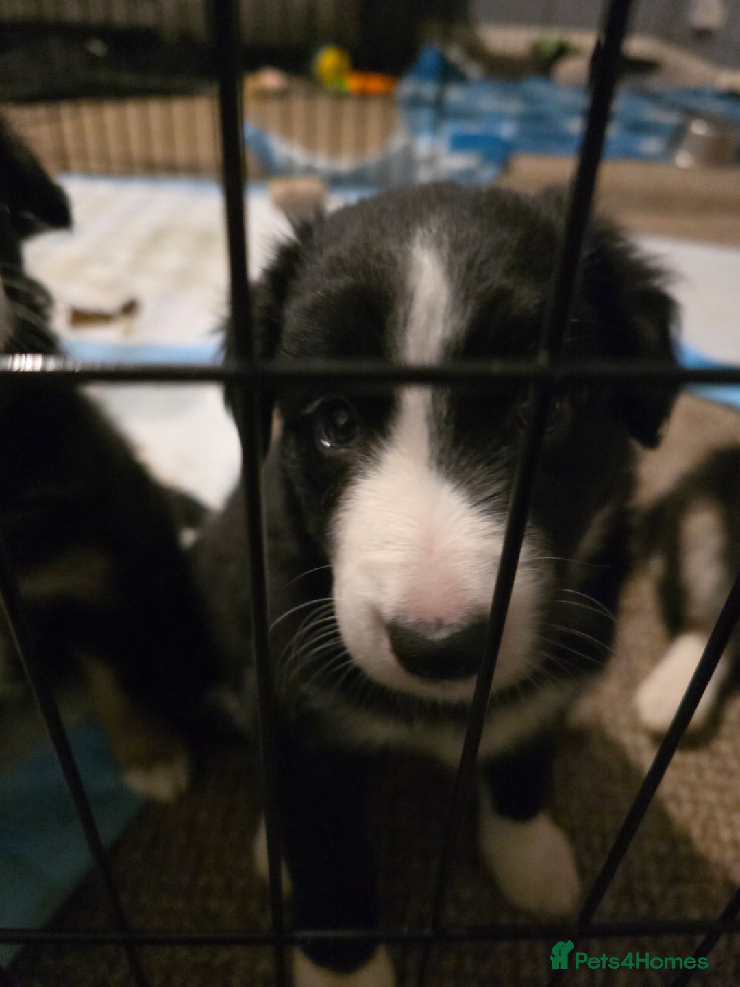 Border Collie dogs for sale: 4 female border collies - Advert 3