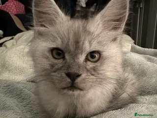 Maine Coon cats Purebred Maine Coon Stunning Kittens - Advert 16