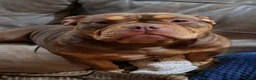 Mixed Breed dogs for sale: Pocket bully x old tyme bulldog puppy - Advert 4