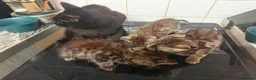 Domestic Shorthair cats for sale: Cat o' Fam ♥️ 💖 💓  - Advert 10