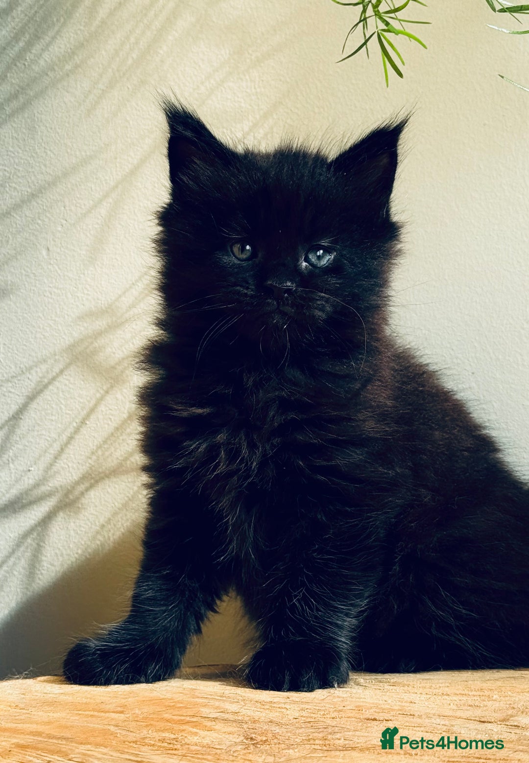 Maine Coon cats for sale: Maine Coon kittens - Advert 24