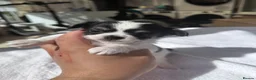 Chihuahua dogs for sale: Puppies - Advert 20