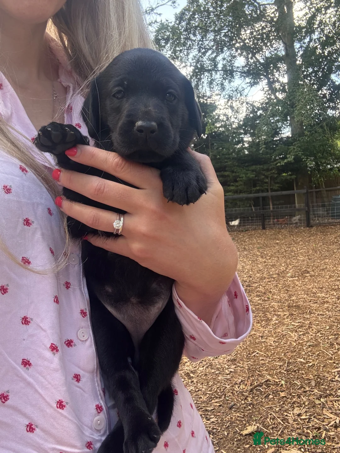 Labrador Retriever dogs for sale: 🐾  Champion Bloodline Health Tested Labradors🐾 - Advert 2