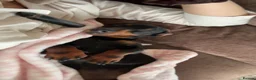 Miniature Dachshund dogs for sale: kc registered miniature dachshunds  in Ware - Advert 1