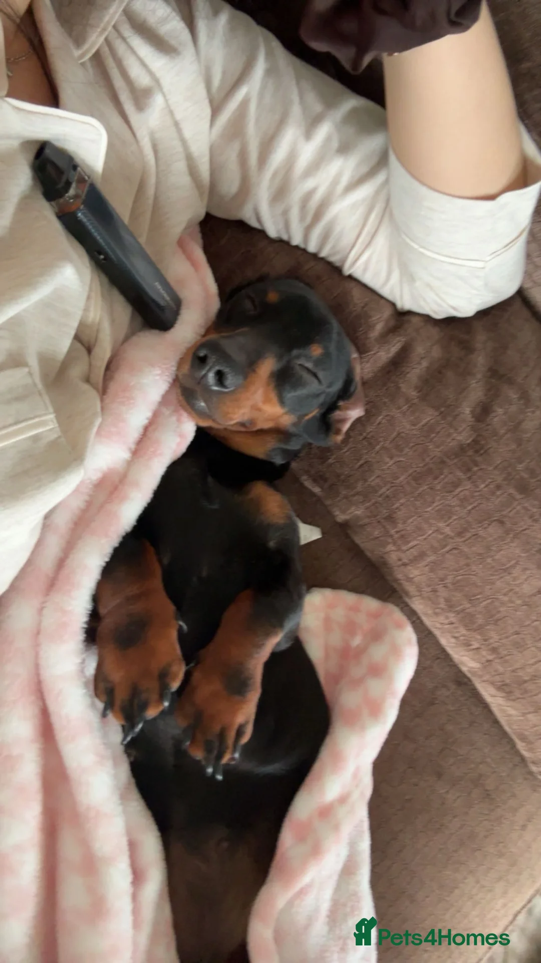Miniature Dachshund dogs for sale: kc registered miniature dachshunds  in Ware - Advert 1