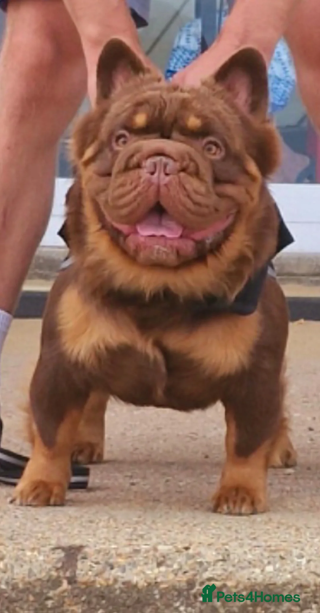 French Bulldog dogs for stud: Fluffy Rojo & Cherry Tan Big** STUD From £500 in South Ockendon - Advert 4