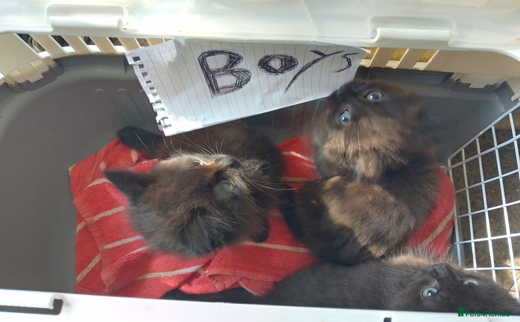 Ragdoll cats - Advert 16