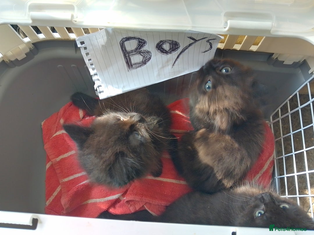Ragdoll cats for sale: Ragdoll cross  - Image 1