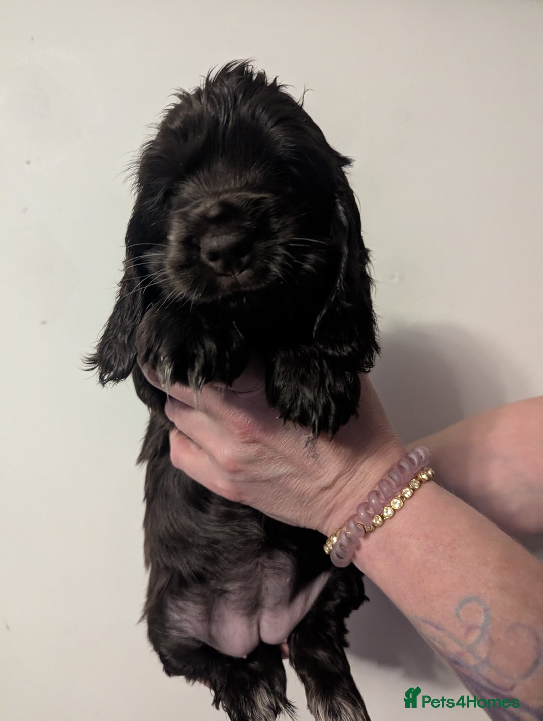 Cocker Spaniel dogs for sale: LAST ONE GIRL NEW🏠Kc reg English Cockerspaniel 🏠 - Advert 16