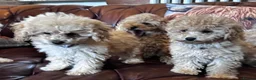 Miniature Poodle dogs for sale: FOUR BEAUTIFUL APRICOT MINIATURE POODLE PUPPIES - Advert 12