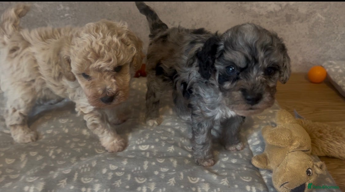 Maltipoo dogs Merle. Champagne, black pups Fully health tested - Advert 6