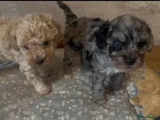 Maltipoo dogs Merle. Champagne, black pups Fully health tested - Advert 6