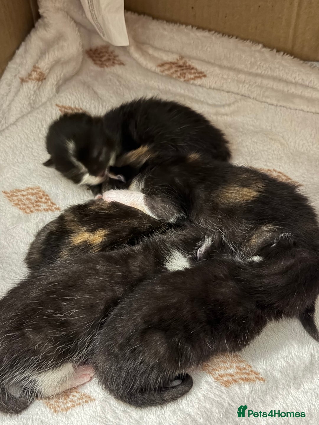 Mixed Breed cats for sale: Tuxedo and tabby kittens ready 2 February  - Advert 6