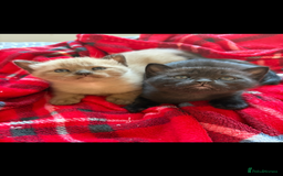 Burmese cats for sale: Burmese X Sisters  - Image 6