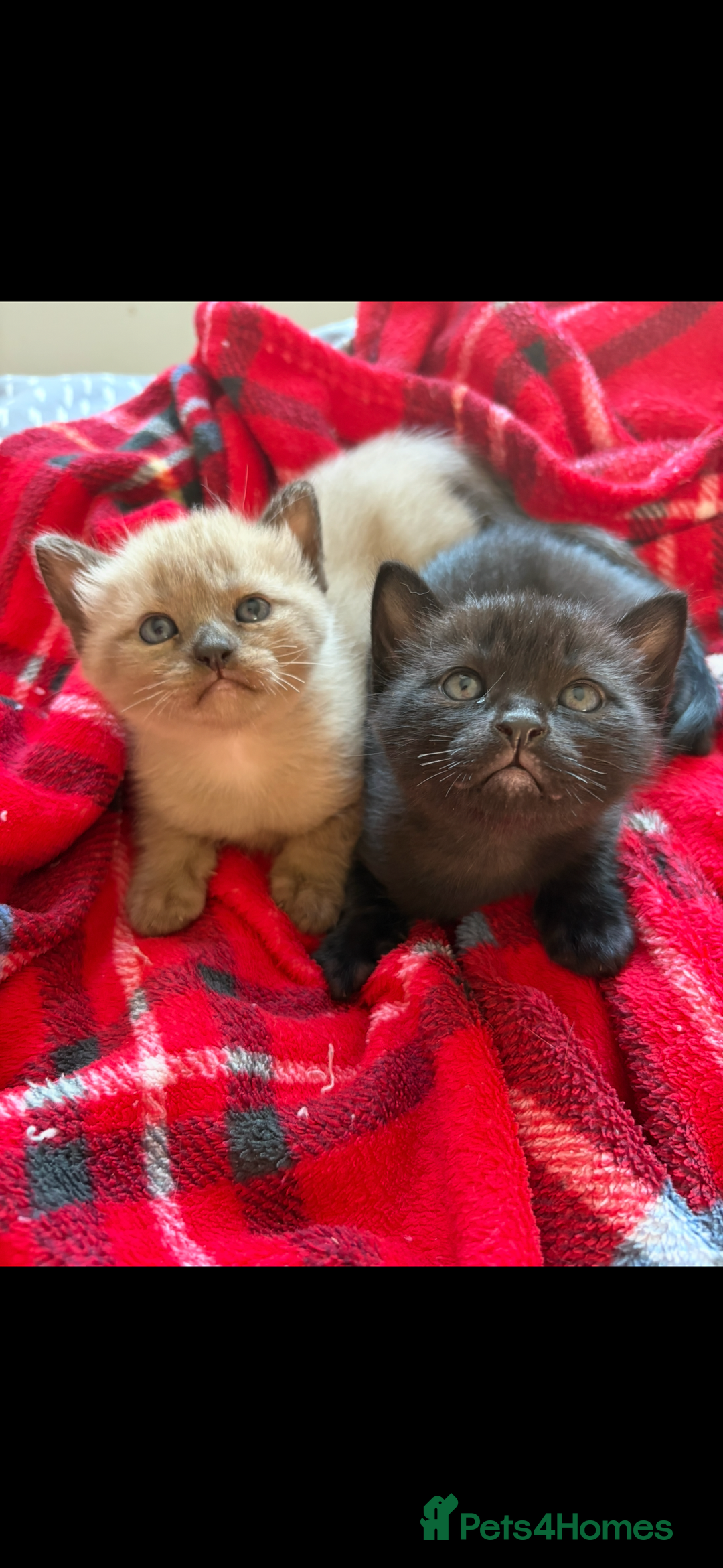 Burmese cats for sale: Burmese X Sisters  - Image 6