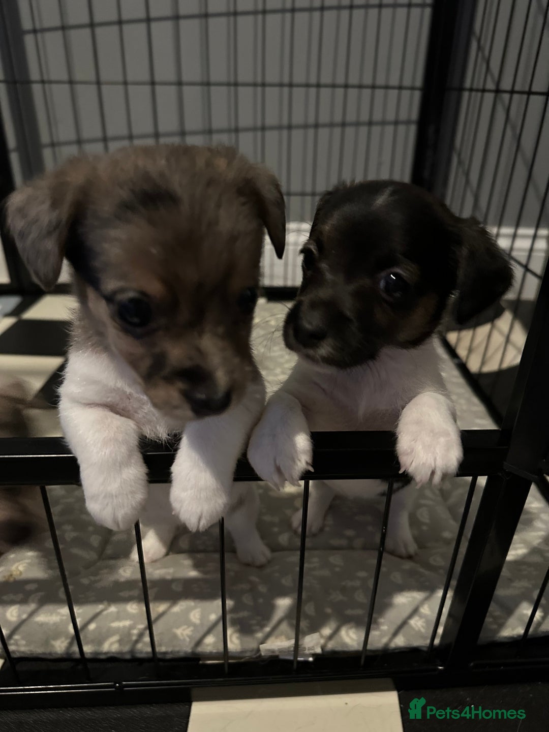 Jack Russell dogs for sale: Jack Russell pups  - Image 2