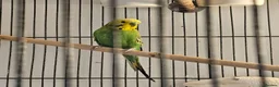 Budgerigars birds for sale: Green budgie for Sale - Folkestone £115 ONO.  in Folkestone - Advert 1