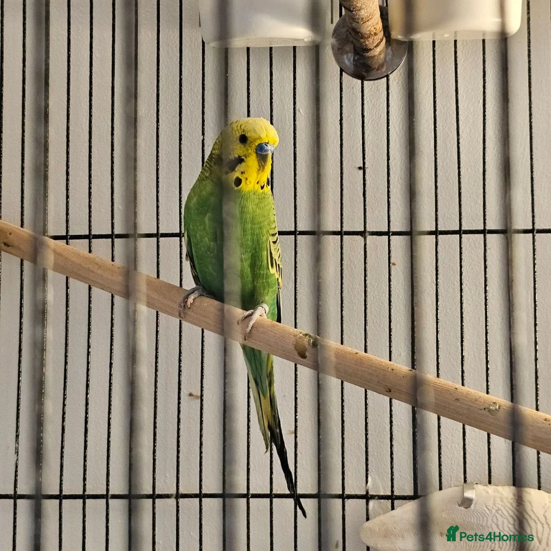 Budgerigars birds for sale: Green budgie for Sale - Folkestone £115 ONO.  in Folkestone - Advert 1