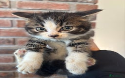 British Shorthair cats for sale: Kittens ready now - Image 4