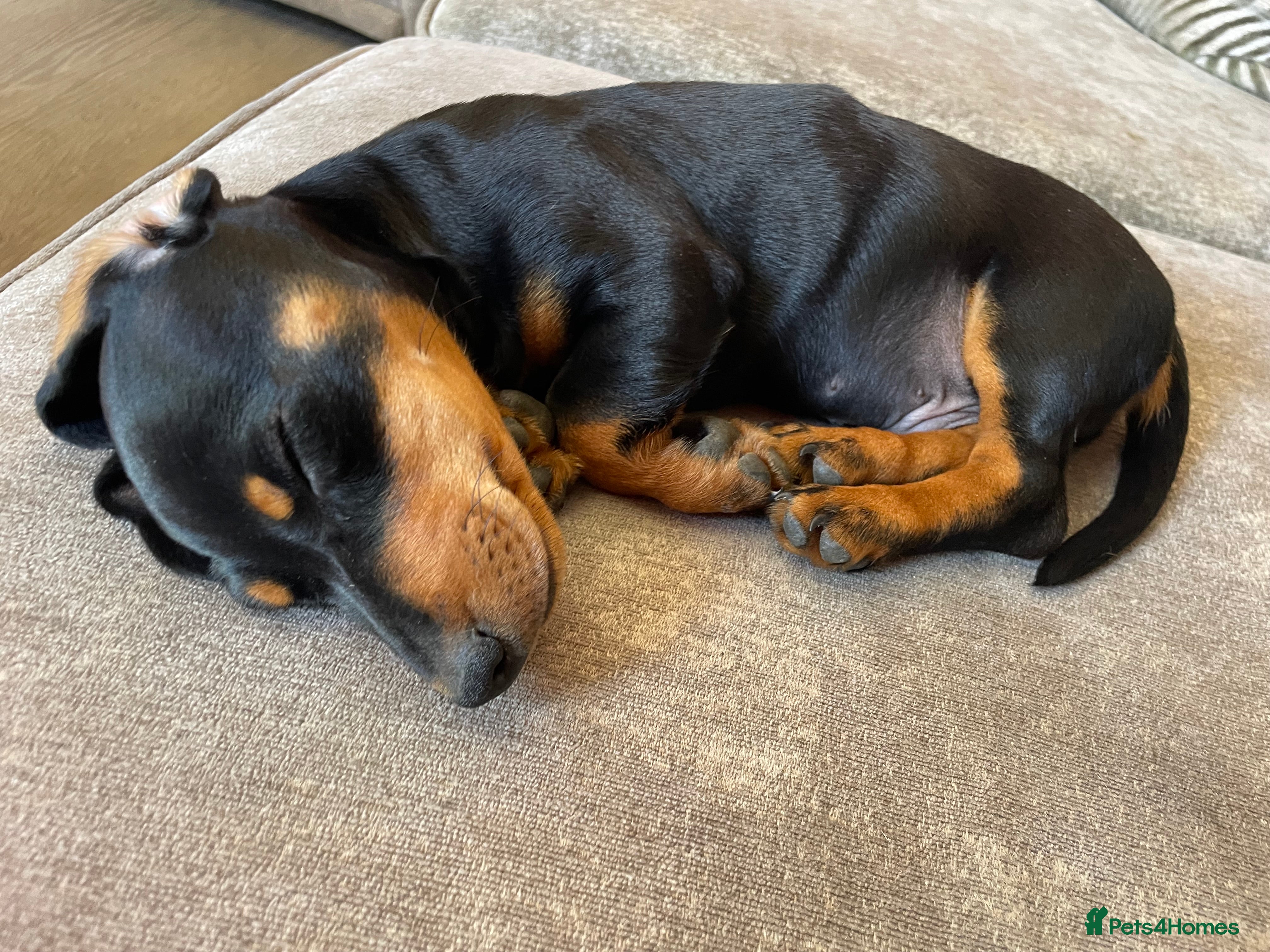 Dachshund dogs Dachshund  - Advert 9