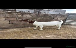 Goats livestock for sale: Selection off goats looking for a new 🏡 - Image 4