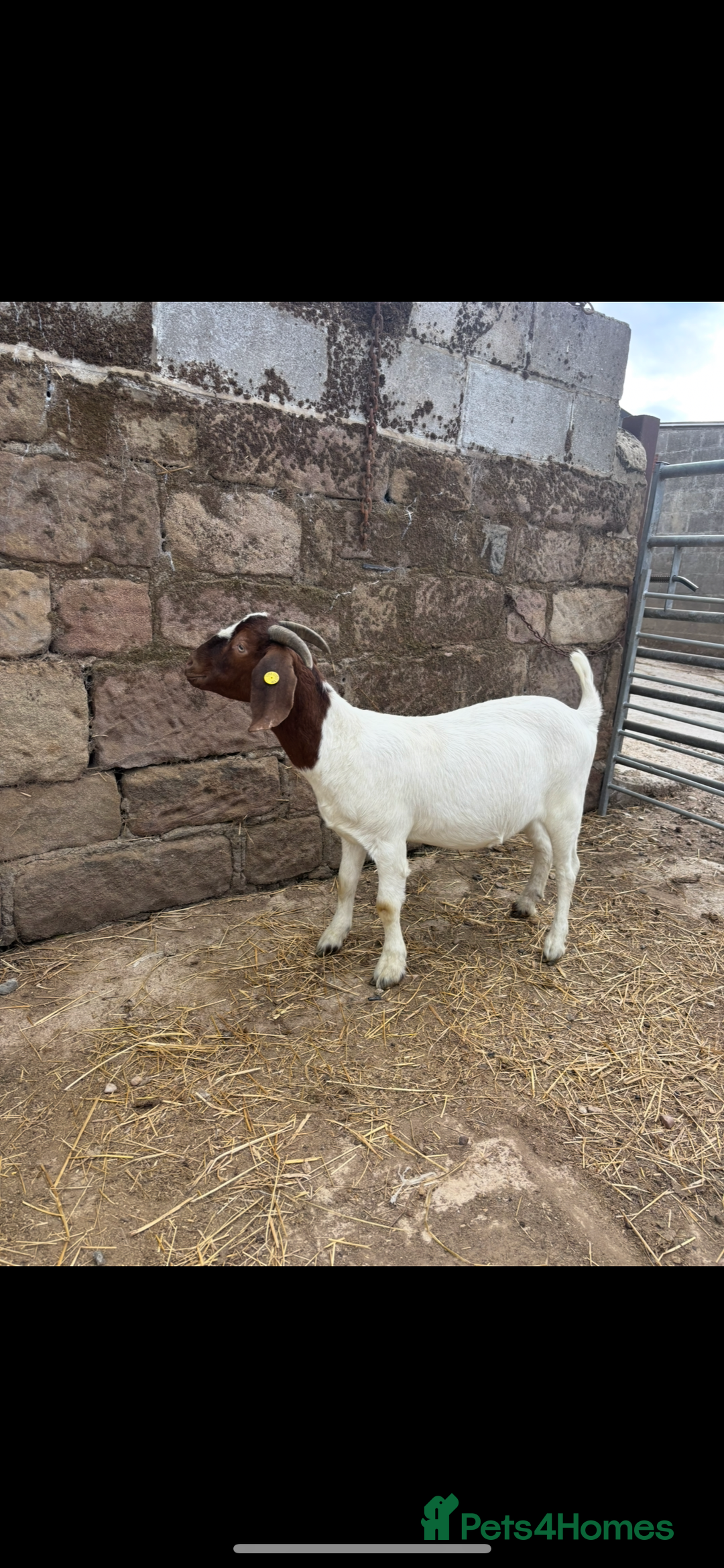 Goats livestock for sale: Selection off goats looking for a new 🏡 - Image 4