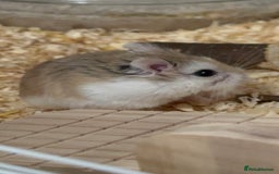 Hamster rodents for sale: 8–10 Week Old Female Roborovski Hamster with Setup - Image 2