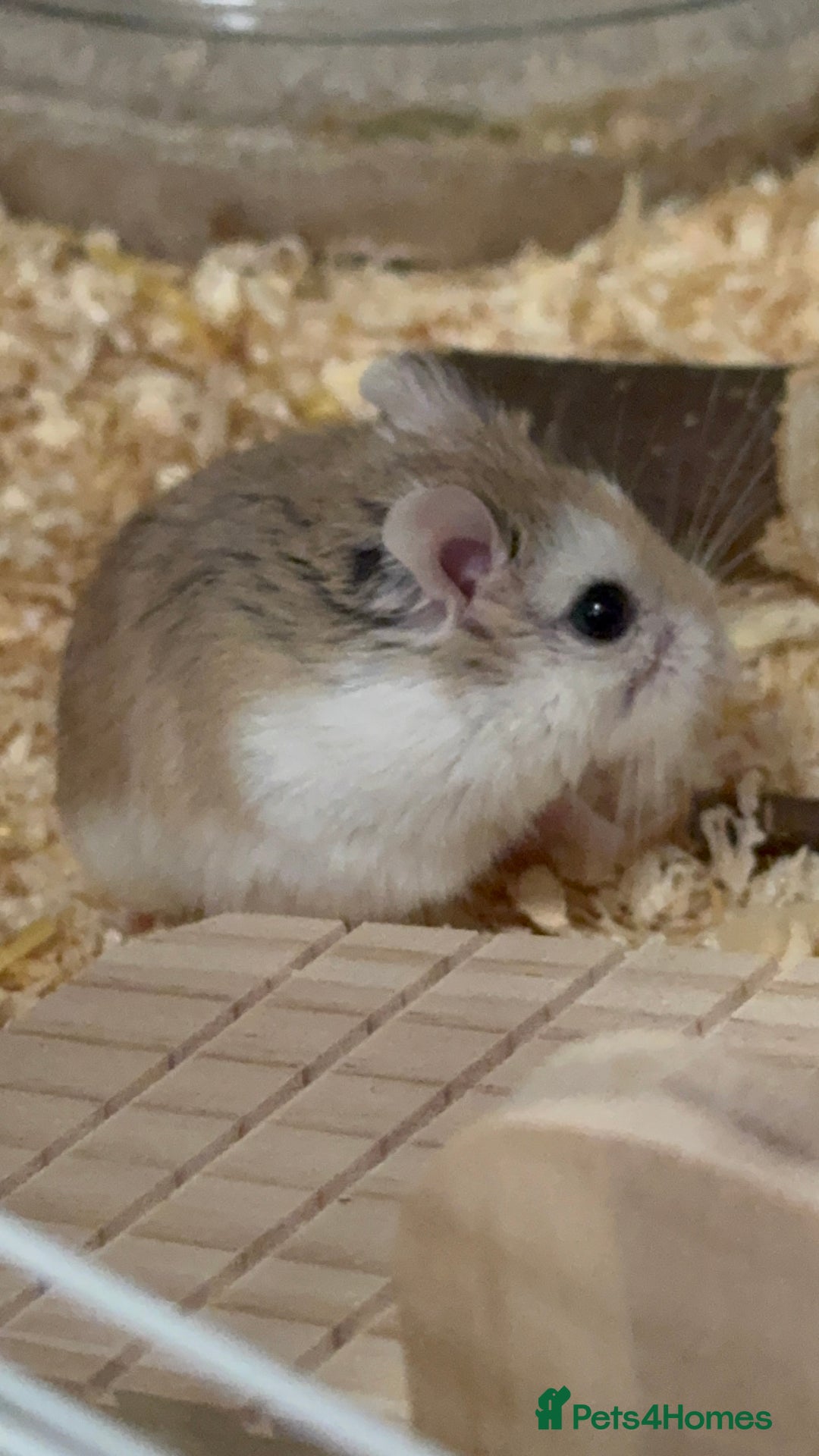 Hamster rodents for sale: 8–10 Week Old Female Roborovski Hamster with Setup - Image 2