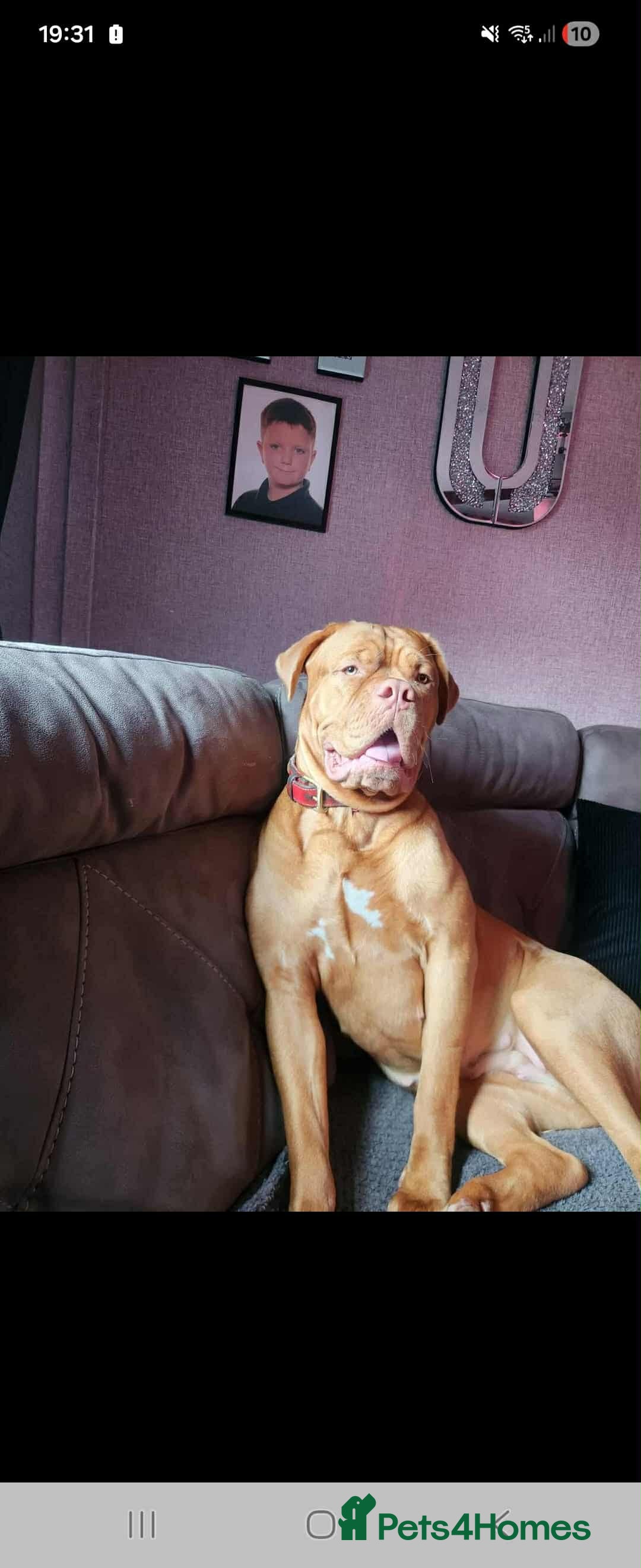 Dogue De Bordeaux dogs for sale: Dogue De Bordeaux puppies - Advert 1