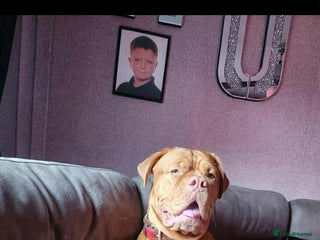 Dogue De Bordeaux dogs for sale: Dogue DeBordeaux puppies, Available 6males,2female - Advert 1