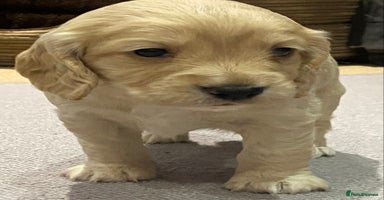 Cocker Spaniel dogs - Advert 4