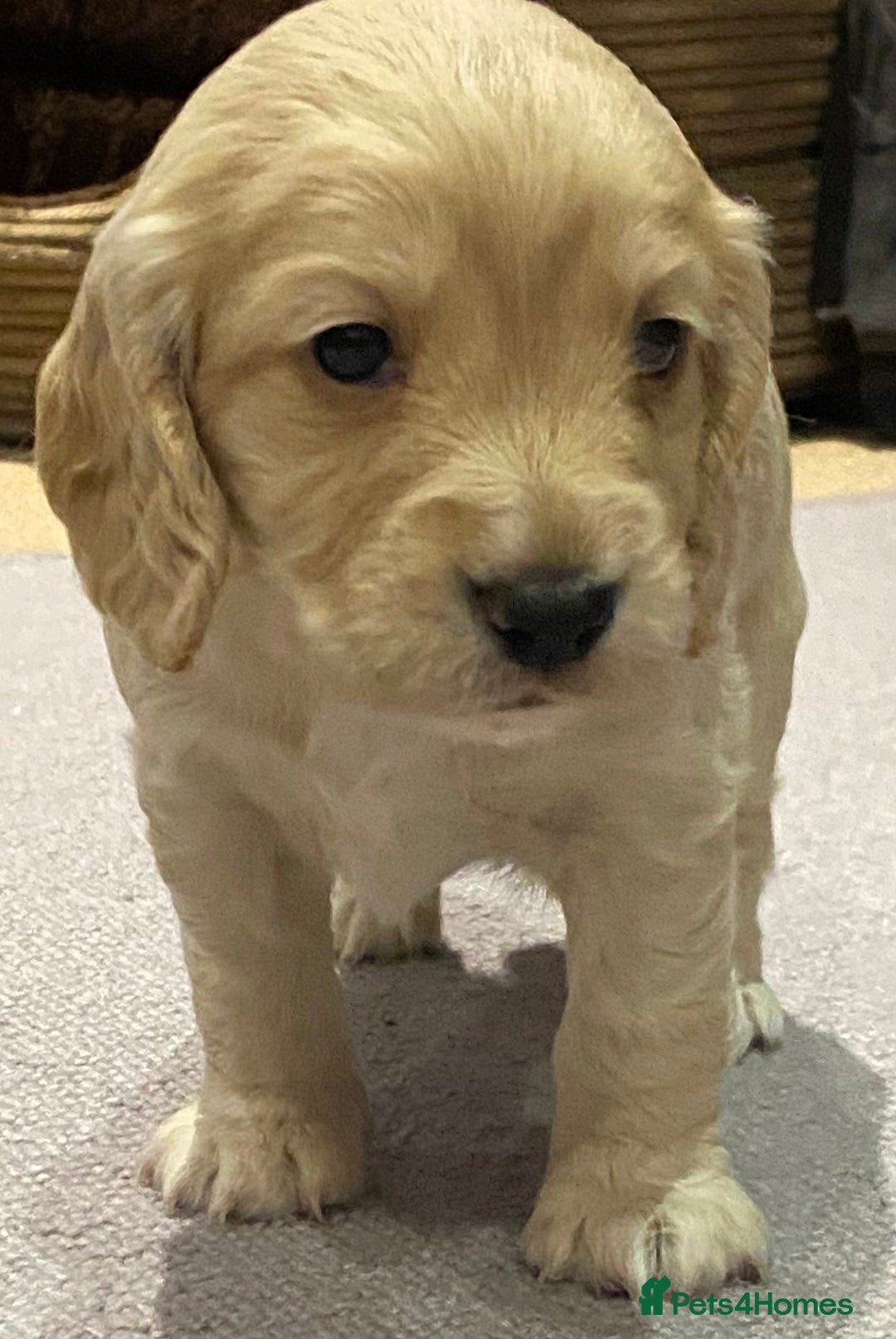 Cocker Spaniel dogs for sale: Working cocker spaniel puppies  - Image 4