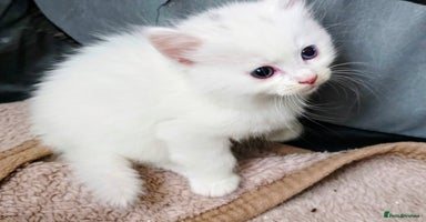 Ragdoll cats - Advert 3