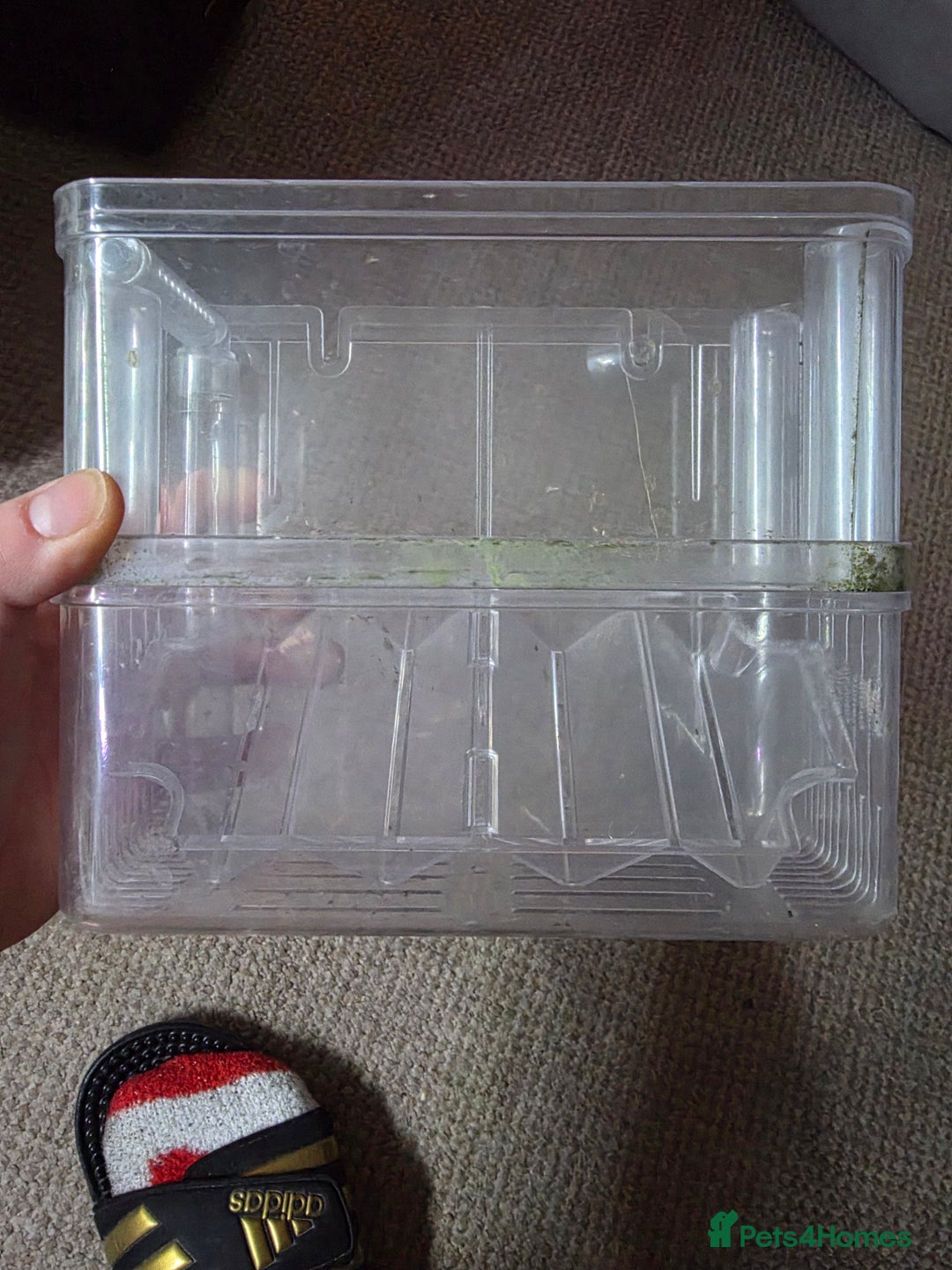 Shrimps fish for sale: Fishtank+accesories in Huntingdon - Advert 10