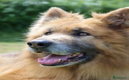 German Shepherd dogs for sale: KC health tested 💙boys  - Advert 3