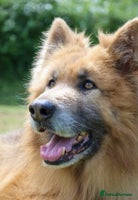 German Shepherd dogs KC health tested 💙boys - Advert 4