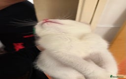 British Shorthair cats for sale: Kittens - Image 4