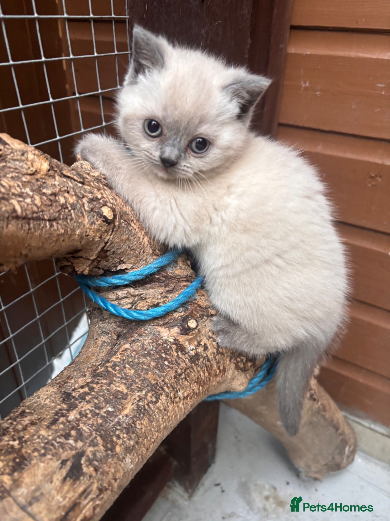 British Shorthair cats GGCF British Shorthair Blue CP female kitten  - Advert 14