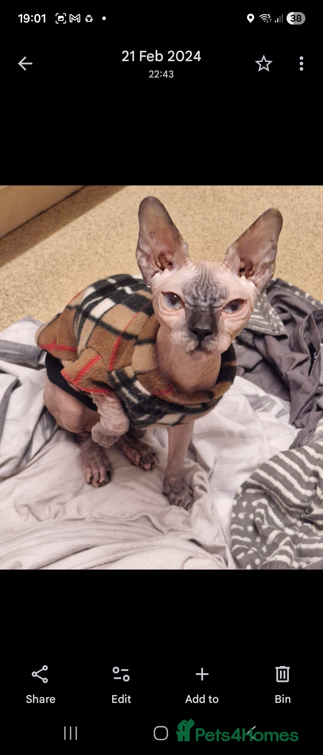 Sphynx cats for sale: 2 year old female seal point  - Advert 14