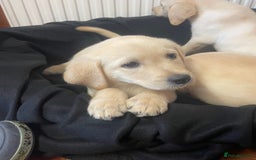 Labrador Retriever dogs for sale: Beautiful Andrex Labrador Puppy’s  - Image 11
